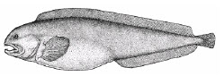 Anarhichas denticulatus_claves.jpg